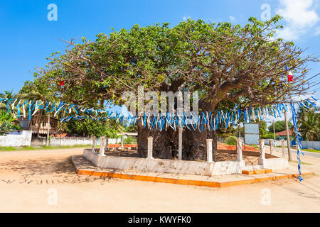 Baobab antique dans l'île de Mannar, Sri Lanka Banque D'Images