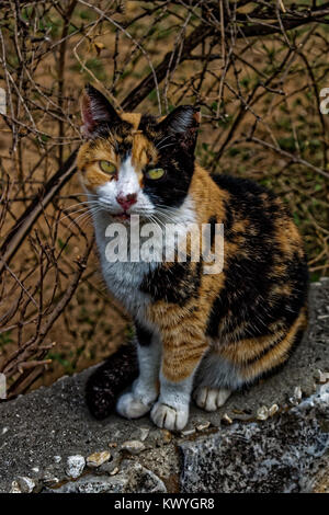 Blessé forte avec un visage sérieux sur une clôture en pierre dans un jour nuageux Banque D'Images