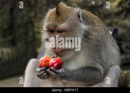 Singe macaque à longue queue de manger un fruit rouge Banque D'Images