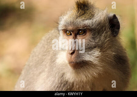 Singe macaque à longue queue regardant portrait Banque D'Images