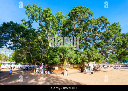 Bo ou sainte Bodhi tree bouddhiste près de Maha Ruhunu Devalaya Kataragama Temple de Kataragama, Sri Lanka Banque D'Images