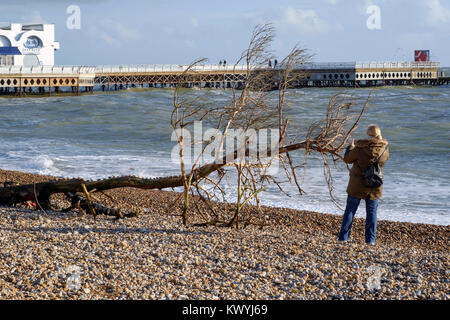 Un grand arbre est dans les débris rejetés sur la plage pendant une tempête eleanor comme vu ici près de South parade pier uk angleterre southsea Banque D'Images