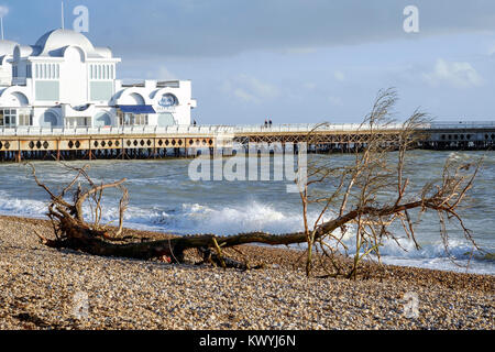 Un grand arbre est dans les débris rejetés sur la plage pendant une tempête eleanor comme vu ici près de South parade pier uk angleterre southsea Banque D'Images