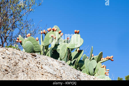 Cactus. Cactus est représentée dans le sud de la Turquie. Banque D'Images