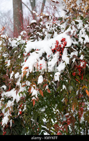 La Nandina domestica. Bambou céleste des baies en hiver. Banque D'Images