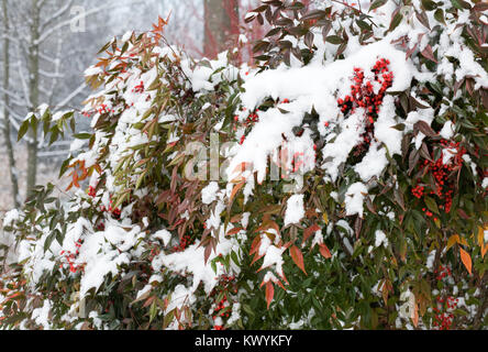 La Nandina domestica. Bambou céleste des baies en hiver. Banque D'Images