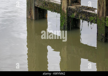 Reflet de poteaux de bois couverts d'algues et les algues Banque D'Images