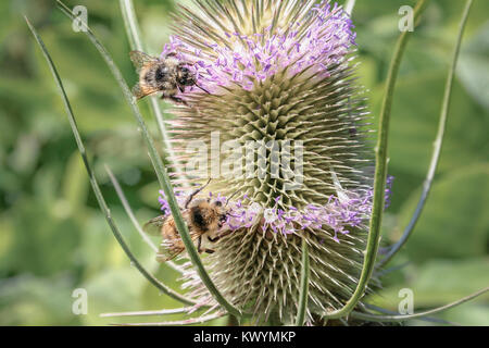 Contre un fond vert, deux bourdons sonder les fleurs violettes tubulaires d'un commun hérissés, se nourrissant de tête de cardère le nectar de l'usine. Banque D'Images