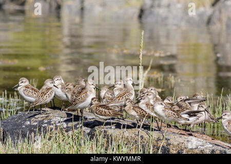 Pour une escale pendant la migration le long de la voie migratoire du Pacifique, d'une volée d'oiseaux repose sur un perchoir rocheux au bord de l'eau (Colombie-Britannique). Banque D'Images