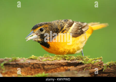 Un Oriole de Baltimore appelant le long d'un journal moussue au printemps dans les bois du Nord. Banque D'Images