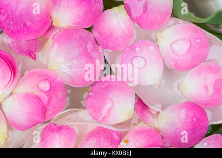 La botanique, l'environnement, concept beauté. close up de différentes feuilles et pétales qui nagent dans l'eau propre, des pétales de rose de couleur rose sont sur la surface de celui-ci et blancs de tulipes sous c Banque D'Images