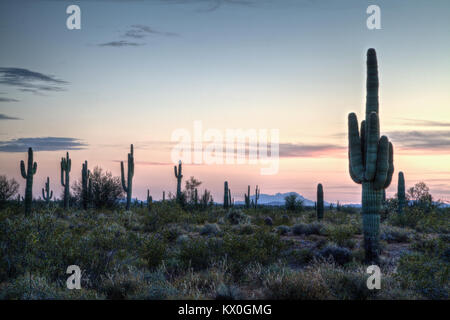 Cactus Saguaro comme silhuetas la saillie contre le soleil couchant dans le désert de Sonora. Banque D'Images