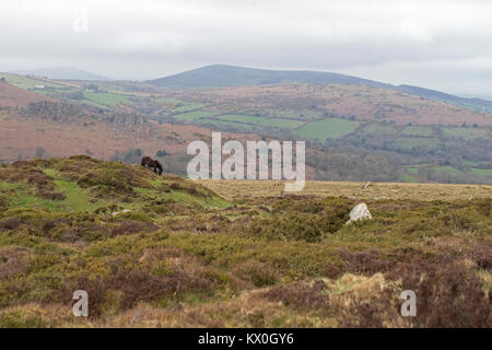 Poney Dartmoor (Equus ferus caballus) Banque D'Images