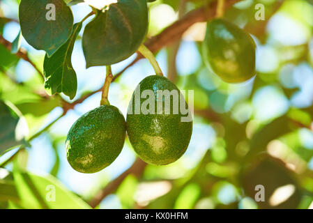Hanging fruits vert avocat close up on tree branch Banque D'Images