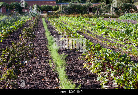 Rangées de légumes dans un jardin anglais. Carottes et betteraves Banque D'Images