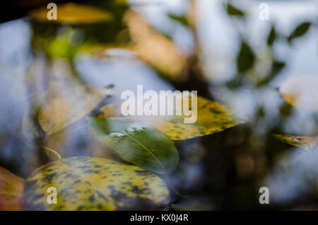 Flottant sur la flaque jaune feuilles d'arbres et d'un reflet d'un arbre, l'automne Banque D'Images