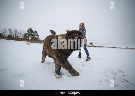 Fille délicate avec son gros chien de berger du Caucase s'amuser dans la forêt d'hiver Banque D'Images