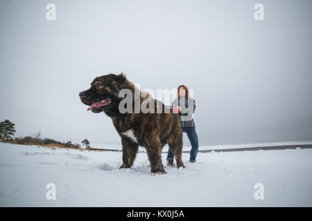 Fille délicate avec son gros chien de berger du Caucase s'amuser dans la forêt d'hiver Banque D'Images