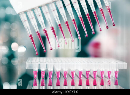 Pipette multicanaux et plaque multi-puits peu profonds pour l'amplification de l'ADN, 6 Banque D'Images