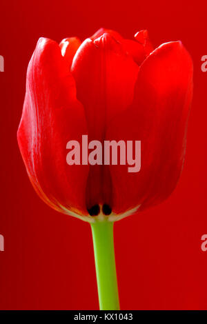 Illustration - Libre composition de fleurs Tulipes botaniques (latin : Tulipa) Banque D'Images