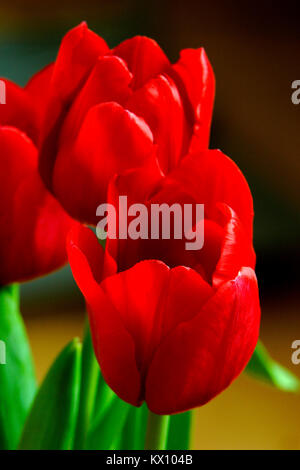 Illustration - Libre composition de fleurs Tulipes botaniques (latin : Tulipa) Banque D'Images