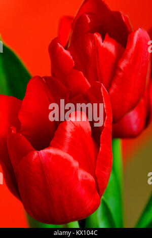 Illustration - Libre composition de fleurs Tulipes botaniques (latin : Tulipa) Banque D'Images