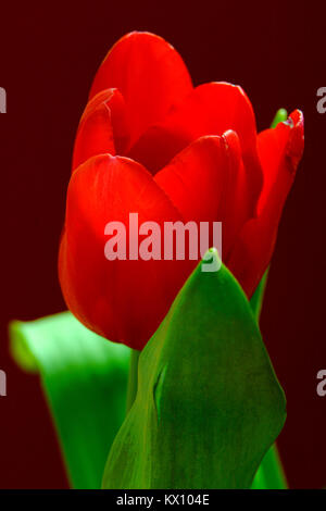 Illustration - Libre composition de fleurs Tulipes botaniques (latin : Tulipa) Banque D'Images