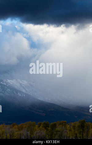 Une forte pluie douche passant sur le Teton Mountains et l'automne des arbres cottonwood. Parc National de Grand Teton, Wyoming Banque D'Images