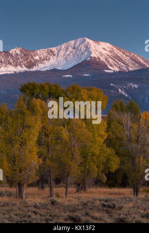 Jackson s'élevant au-dessus de pics automne peupliers au crépuscule. Parc National de Grand Teton, Wyoming Banque D'Images
