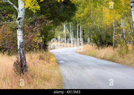 Trembles changeant de couleur pour la saison d'automne le long de la route en Moose-Wilson Jackson Hole. Parc National de Grand Teton, Wyoming Banque D'Images