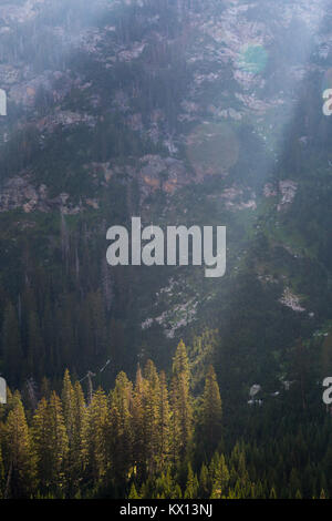 Lumière du matin, brisant les pics de frapper un bosquet d'arbres à feuilles persistantes dans la branche sud du canyon Cascade dans le Teton Mountains. Le Grand Teton Nat Banque D'Images