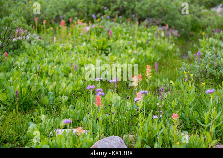 Indian paintbrush et voyante en fleurs fleurs daisy dans une petite prairie alpine dans la partie supérieure de la branche sud du canyon Cascade dans le Teton Mountains. Gran Banque D'Images