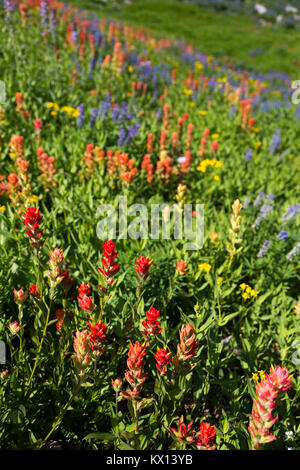 Une grande prairie de fleurs sauvages indian paintbrush avec lupin qui tapissent le Teton Crest Trail en haut de Granite Canyon. Parc National de Grand Teton, Wyom Banque D'Images