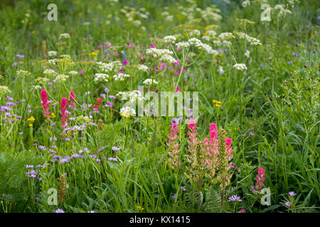 Un bouquet de fleurs sauvages dans l'embranchement nord de Teton Canyon, y compris indian paintbrush, la berce laineuse, aster violet, et plus encore. Jedediah Smith Wildernes Banque D'Images