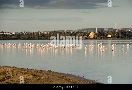 Flamingo d'alimentation et de repos des oiseaux sur le lac salé de Larnaca, à proximité du célèbre sanctuaire musulman Hala Sultan Tekke mosquée à Chypre Banque D'Images