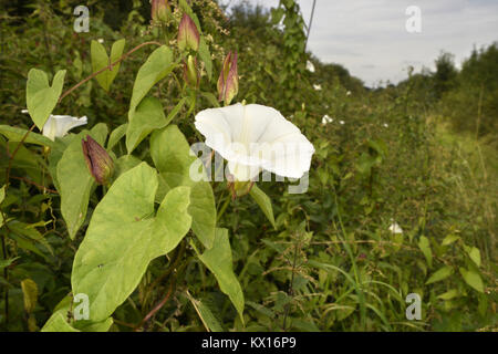 Liseron Calystegia sepium - couverture Banque D'Images