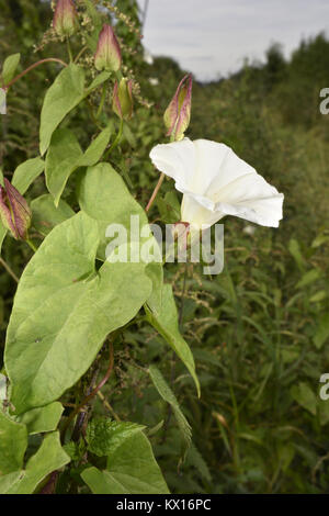 Liseron Calystegia sepium - couverture Banque D'Images