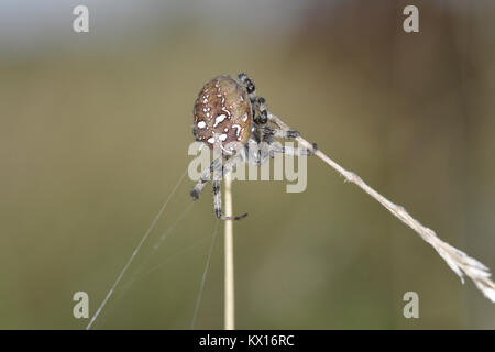 4 spots Orb Weaver - Araneus quadratus Banque D'Images