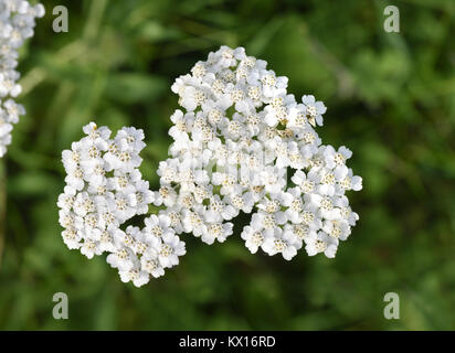 Achillée millefeuille - Achillea millefolium Banque D'Images