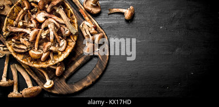 Les champignons frais miel panier dans agarics. Sur le tableau noir. Banque D'Images