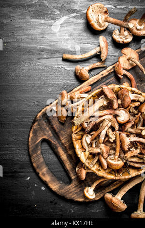 Les champignons frais miel panier dans agarics. Sur le tableau noir. Banque D'Images