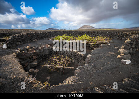 Vignobles de La Geria, Lanzarote, îles Canaries, Espagne Banque D'Images