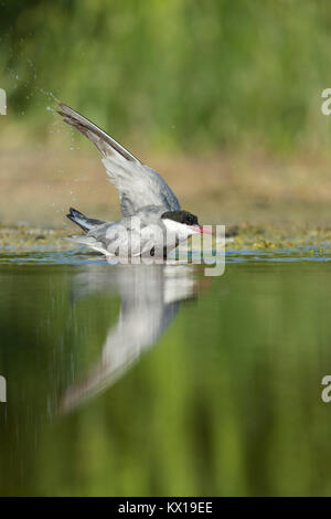 Guifette moustac Chlidonias hybrida, adulte, la baignade dans le lagon peu profond, Tiszaalpár, la Hongrie en Juillet. Banque D'Images