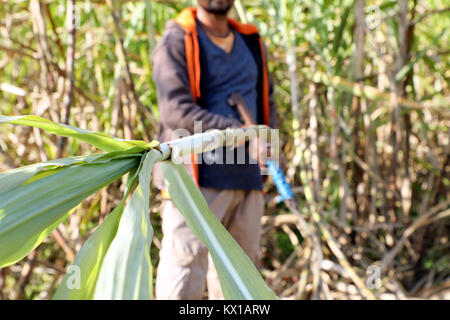 Jammu (Inde). 06 Jan, 2018. Les agriculteurs indiens travaillant dans le champ de canne à sucre dans l'après-midi à Jammu. Credit : Shilpa Thakur/Pacific Press/Alamy Live News Banque D'Images