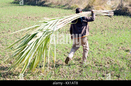 Jammu (Inde). 06 Jan, 2018. Les agriculteurs indiens travaillant dans le champ de canne à sucre dans l'après-midi à Jammu. Credit : Shilpa Thakur/Pacific Press/Alamy Live News Banque D'Images