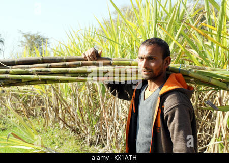 Jammu (Inde). 06 Jan, 2018. Les agriculteurs indiens travaillant dans le champ de canne à sucre dans l'après-midi à Jammu. Credit : Shilpa Thakur/Pacific Press/Alamy Live News Banque D'Images