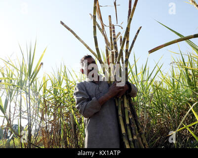 Jammu (Inde). 06 Jan, 2018. Les agriculteurs indiens travaillant dans le champ de canne à sucre dans l'après-midi à Jammu. Credit : Shilpa Thakur/Pacific Press/Alamy Live News Banque D'Images