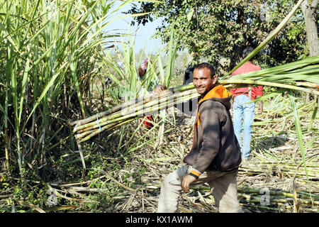 Jammu (Inde). 06 Jan, 2018. Les agriculteurs indiens travaillant dans le champ de canne à sucre dans l'après-midi à Jammu. Credit : Shilpa Thakur/Pacific Press/Alamy Live News Banque D'Images