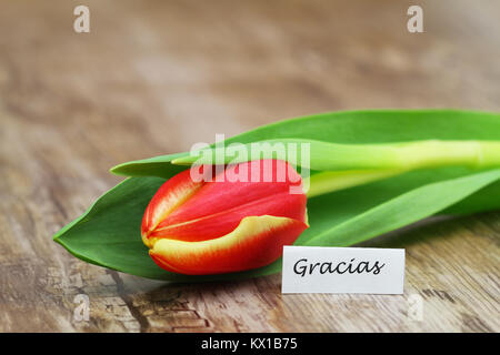 Gracias (merci en espagnol) avec un rouge et jaune tulip Banque D'Images