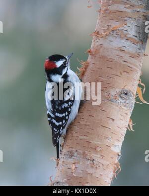 Un petit mâle pic mineur (Picoides pubescens) perché sur une branche de bouleau. Banque D'Images